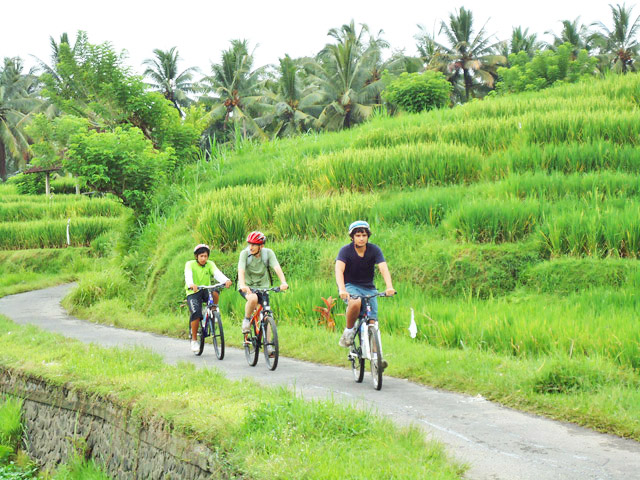 banyan-tree-bike-tours